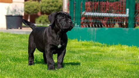 cane corso average price